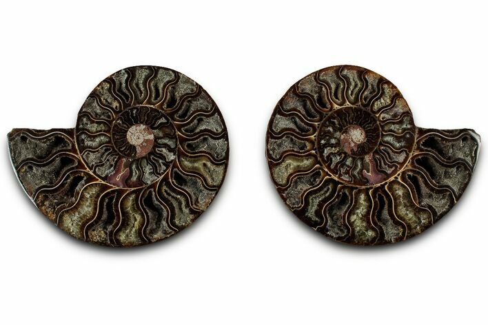 Cut & Polished, Crystal-Filled Ammonite Fossil - Madagascar #317993